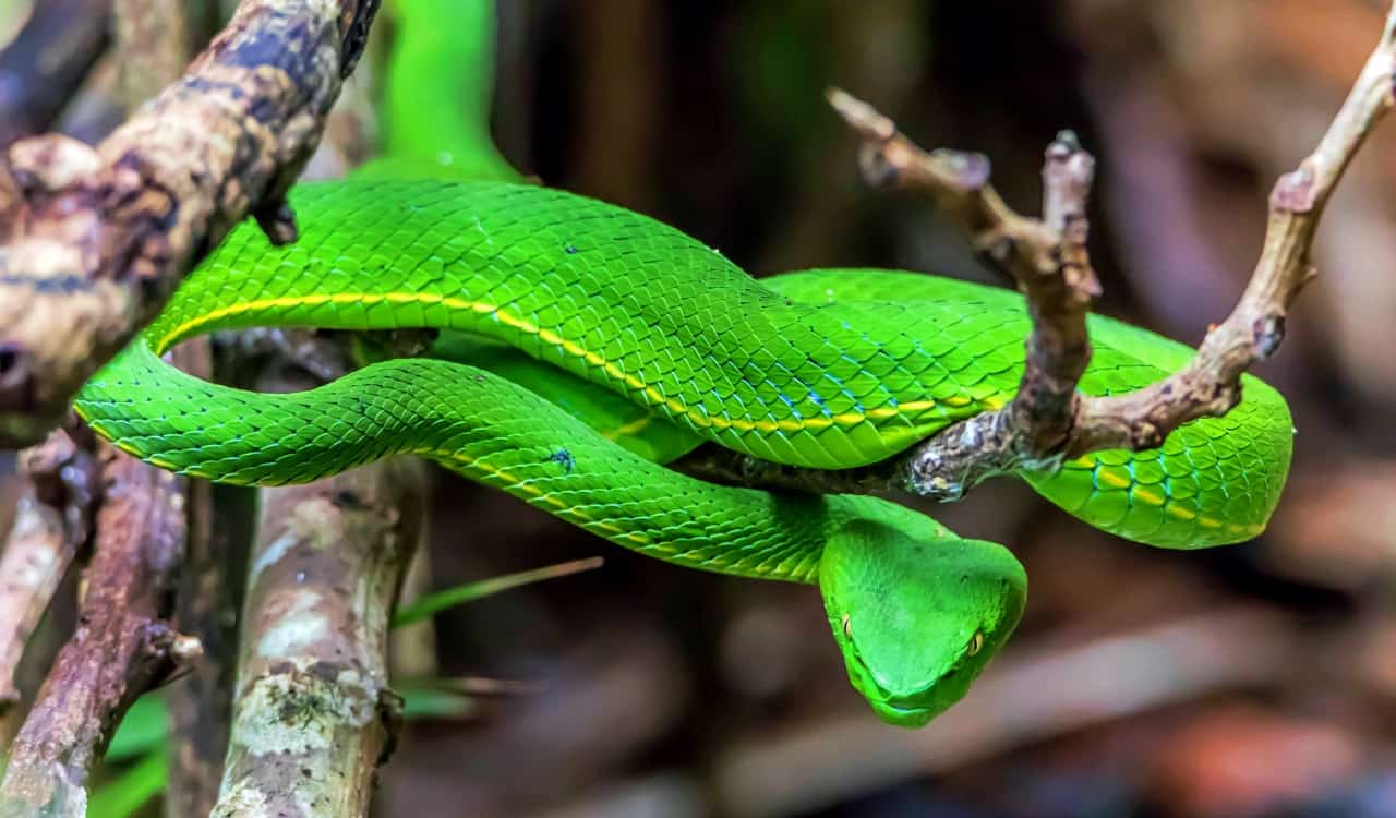 The Most Venomous Snakes On Planet Earth Today