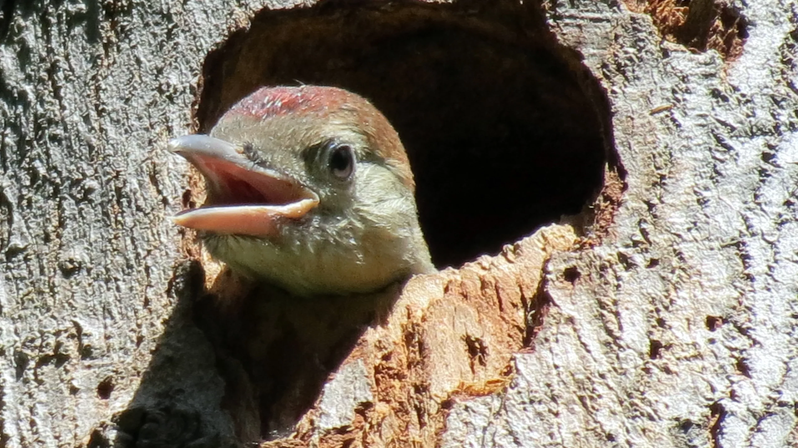 Here’s How Ants and Other Animals Find Their Way Home