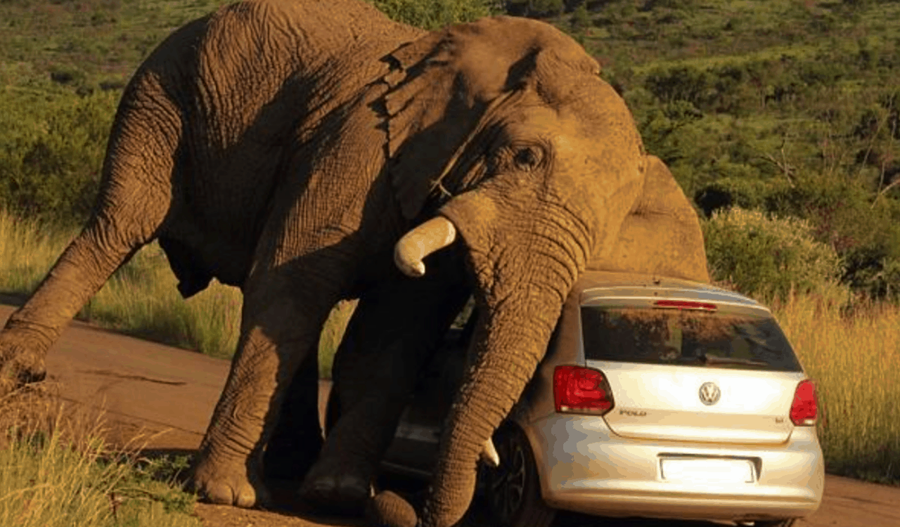 People Open Up About Their Nightmare Wildlife Safari Stories