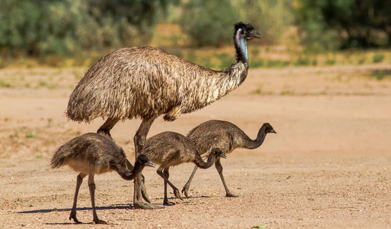 The Top Deadliest Animals In Australia