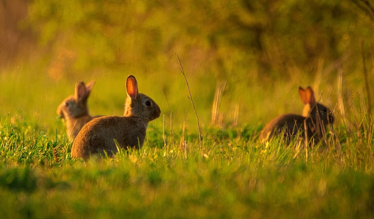 Look Out for these Problematic Invasive Species