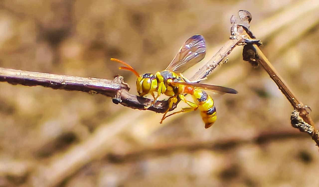 Terrifying Bees & Wasps That Will Keep You Indoors