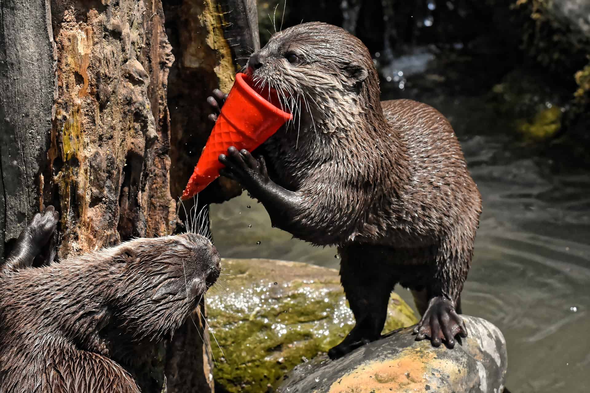 Heartwarming Otter Facts That Will Make Your Day A Little Brighter