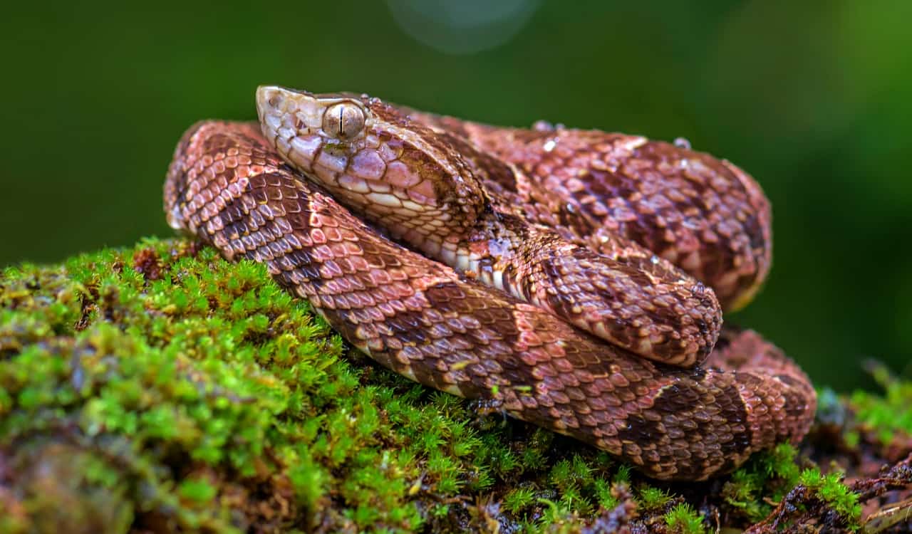 The Most Venomous Snakes On Planet Earth Today