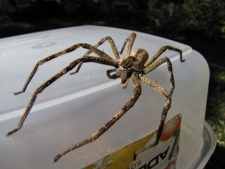 Scariest Spider Encounters That Will Make You Say “Burn It Down”