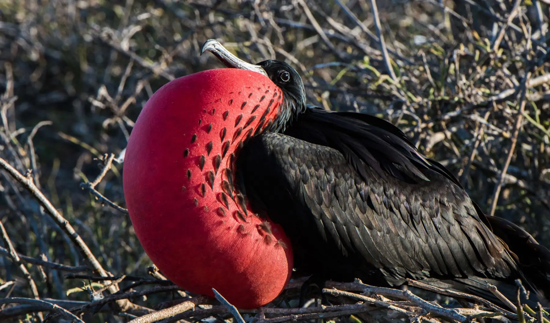 The Most Extreme Birds On The Planet