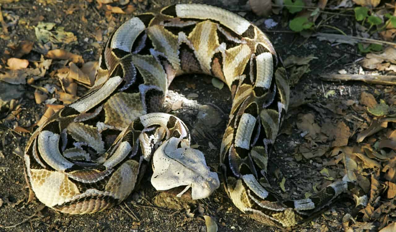 The Most Venomous Snakes On Planet Earth Today