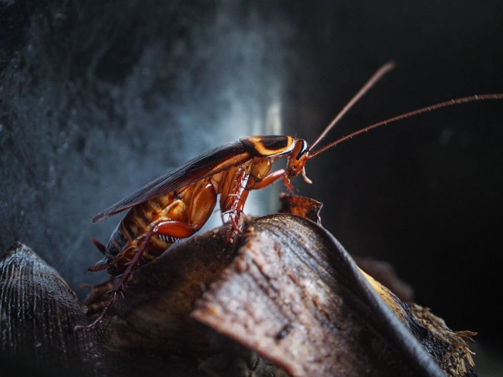 Cockroaches Are Now Immune to Insecticides, Making Them A Superbug