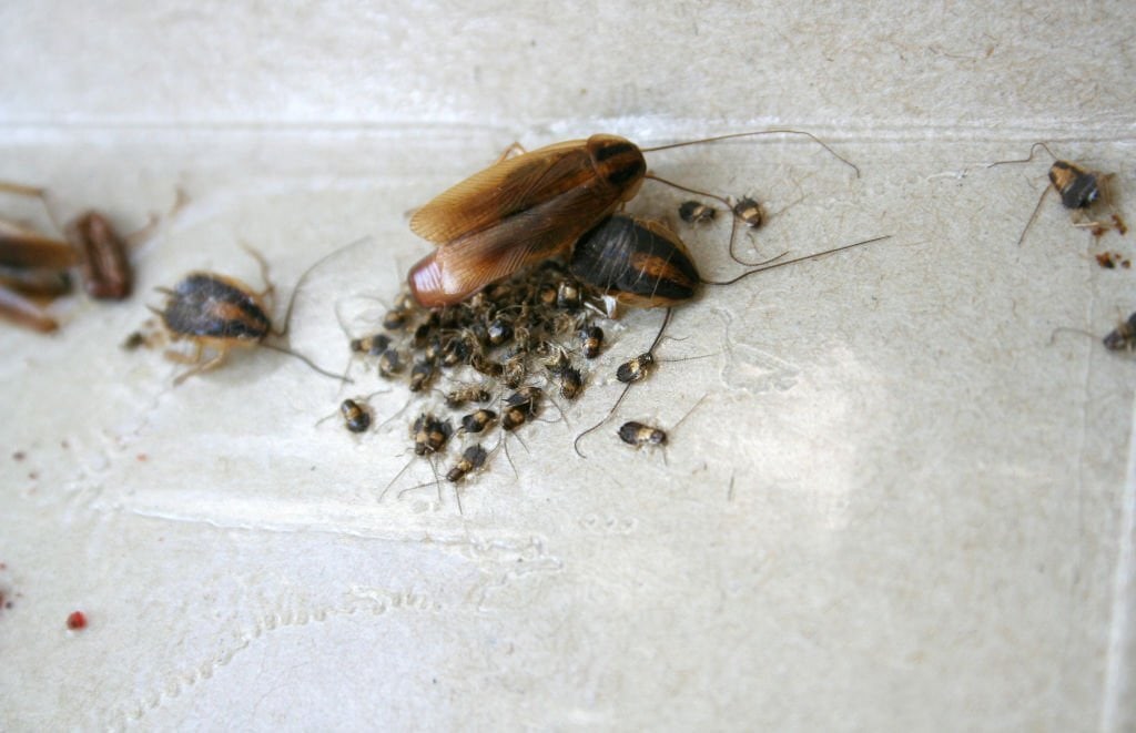 Cockroaches Are Now Immune to Insecticides, Making Them A Superbug