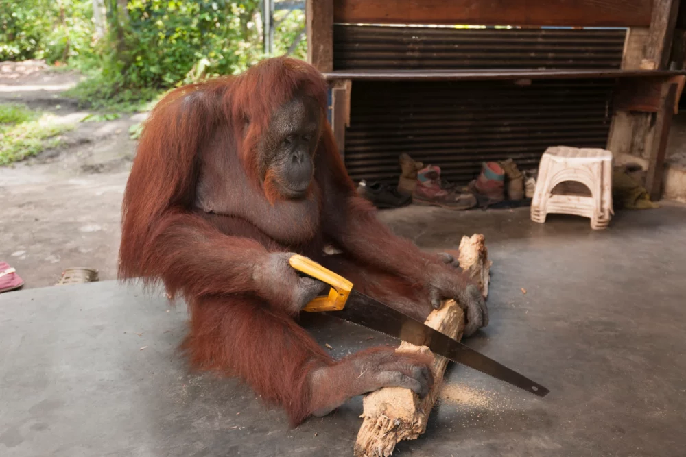 These Tool-Wielding Animals Are Entering the Stone Age