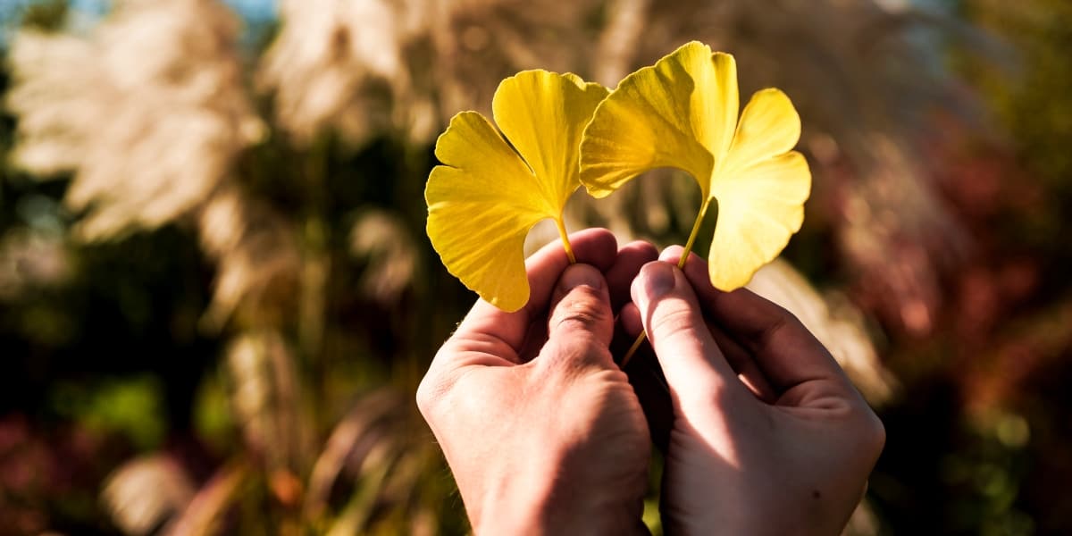 A Natural Science Enthusiast’s Guide to Medicinal Plants