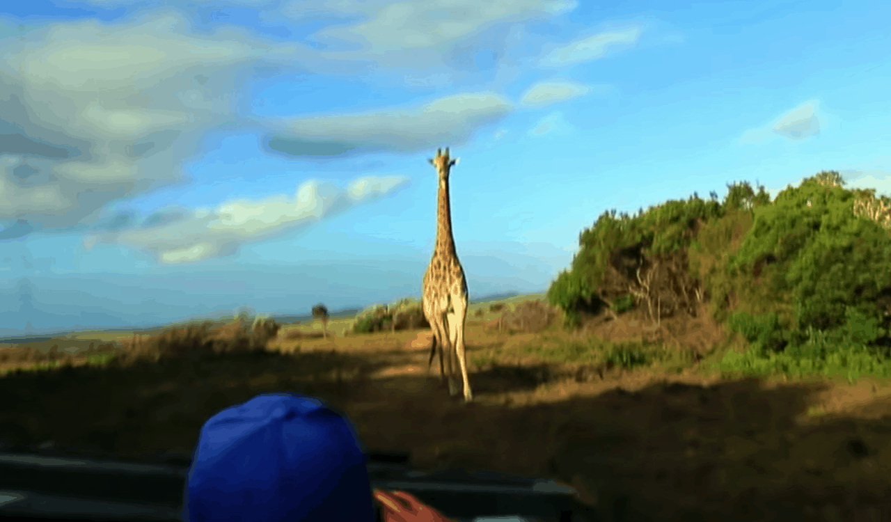 People Open Up About Their Nightmare Wildlife Safari Stories