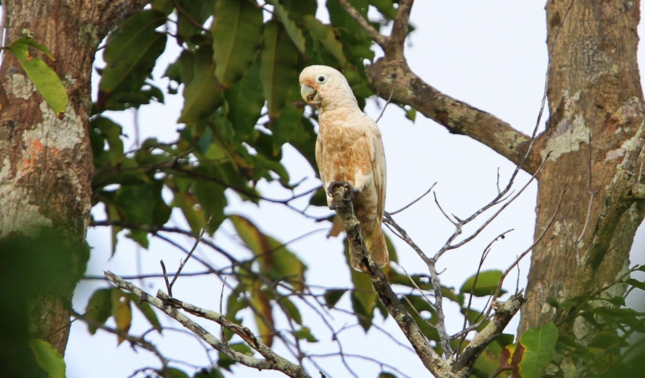 These Mysterious Animals Still Baffle Scientists