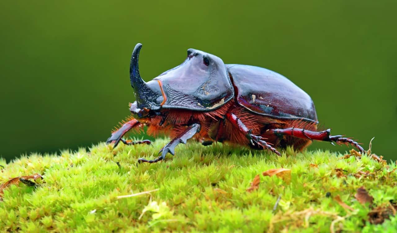 The World’s Creepiest Insects That Will Make Anybody’s Skin Crawl