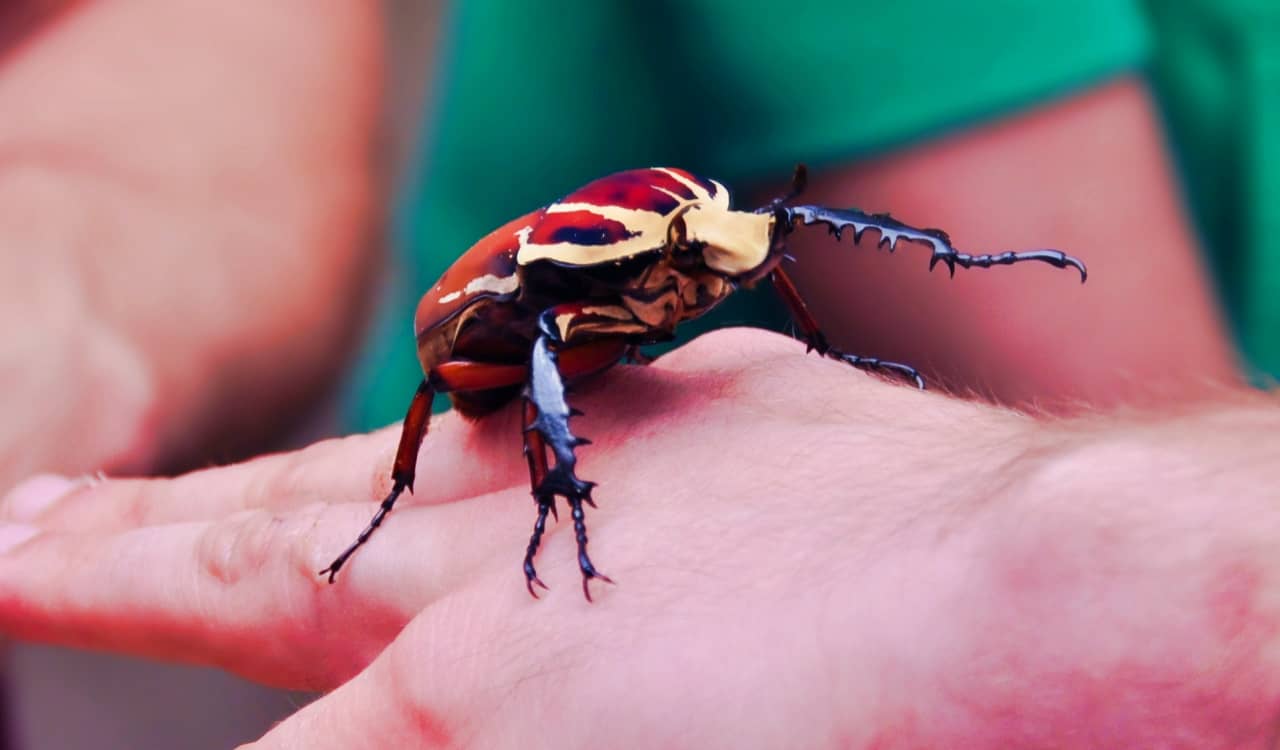 The World’s Creepiest Insects That Will Make Anybody’s Skin Crawl