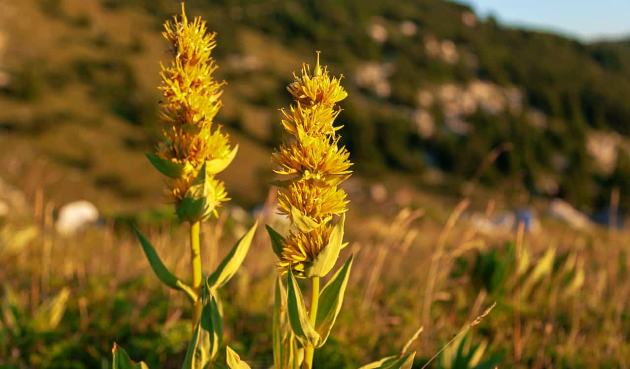 A Natural Science Enthusiast’s Guide to Medicinal Plants