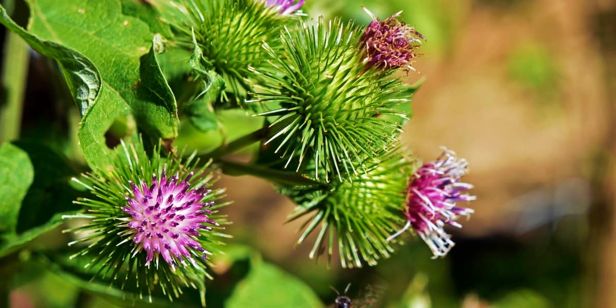 A Natural Science Enthusiast’s Guide to Medicinal Plants