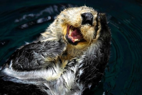 Heartwarming Otter Facts That Will Make Your Day A Little Brighter