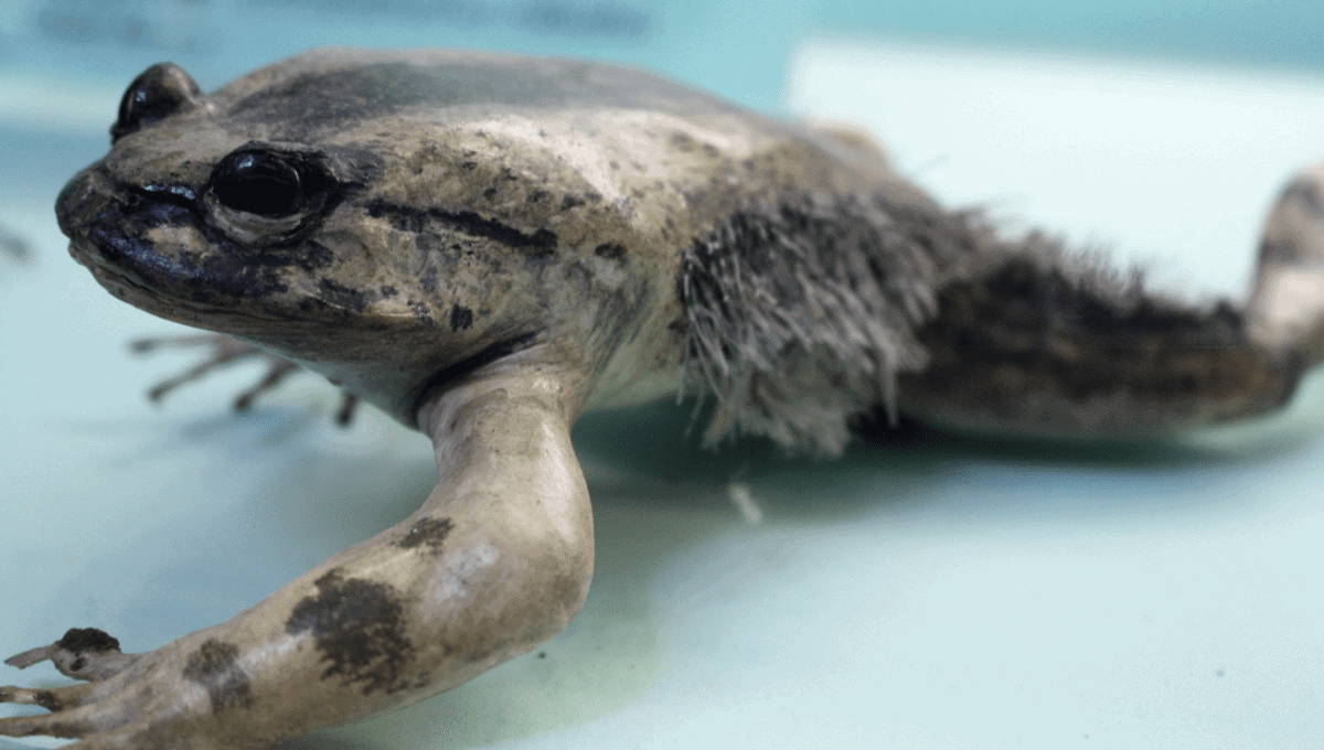 Gross Animals That Will Make You Say “Ew, Why?”