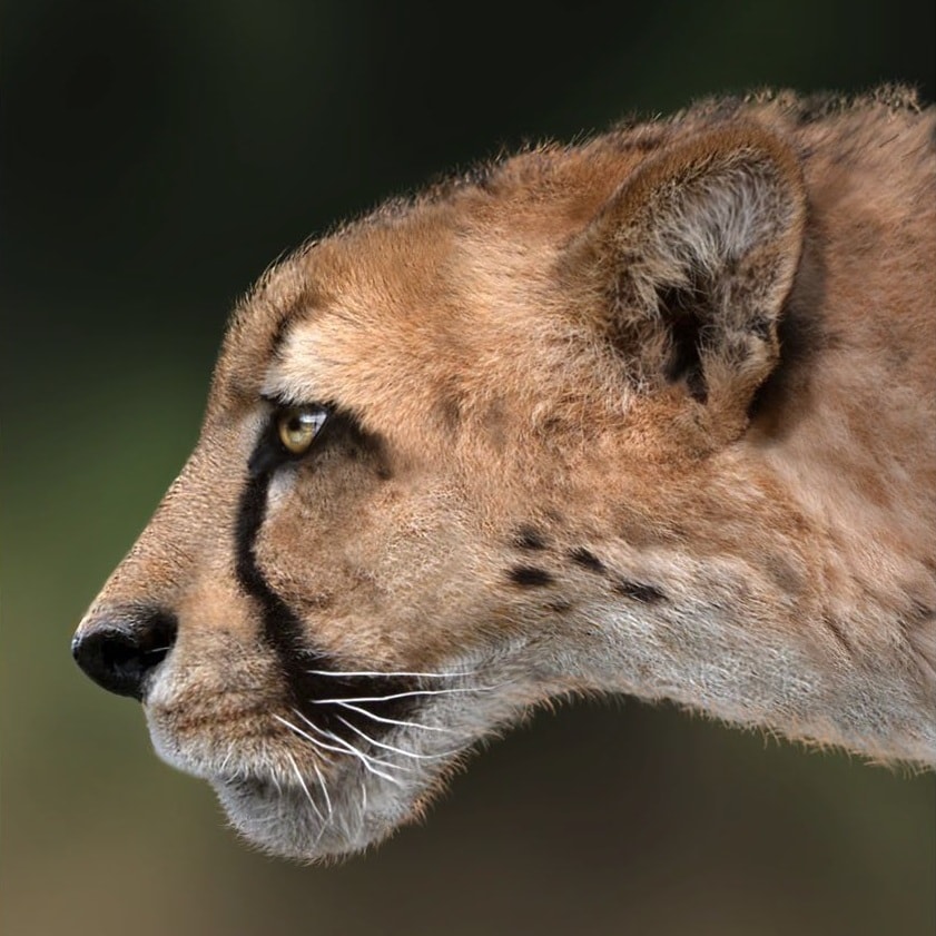 40 of the Most Impressive Predatory Cats in Nature