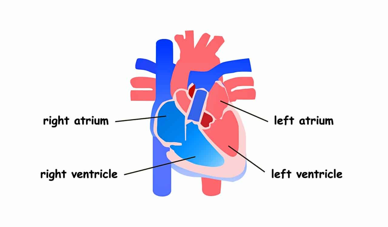 The Human Heart Explained So That Even A 5 Year Old Can Understand