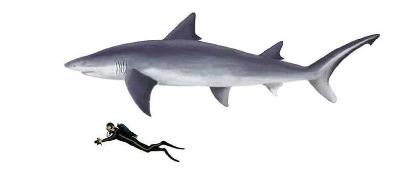 A List of Ancient Sharks from Small to Scary