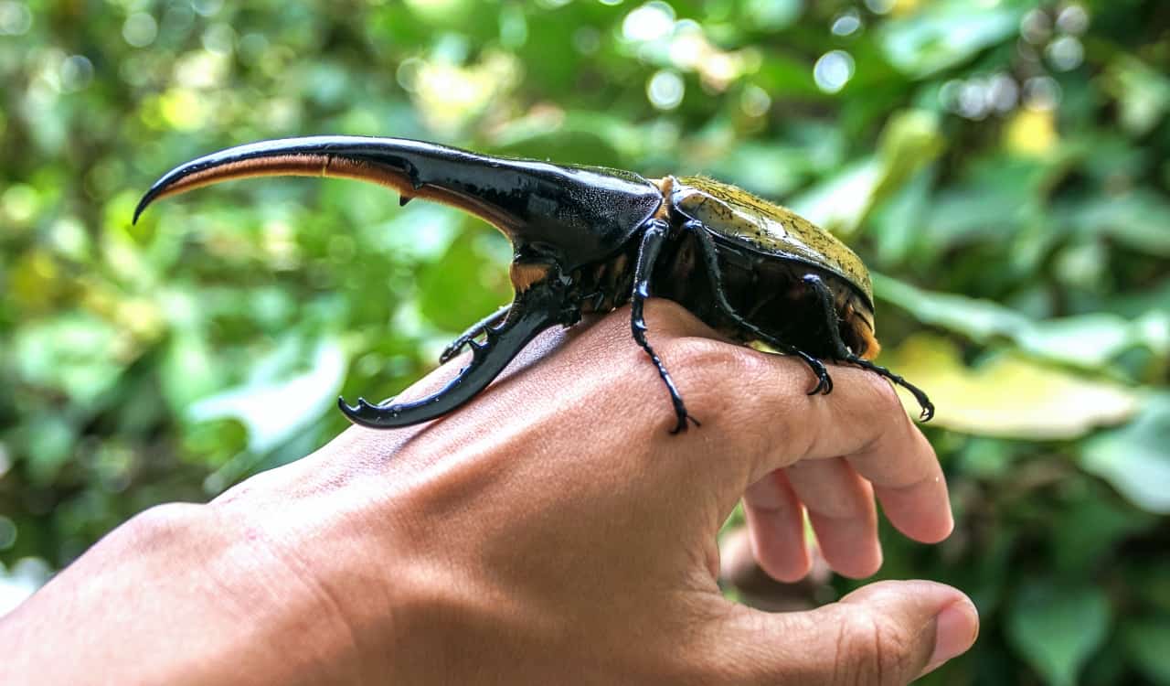 The World’s Creepiest Insects That Will Make Anybody’s Skin Crawl