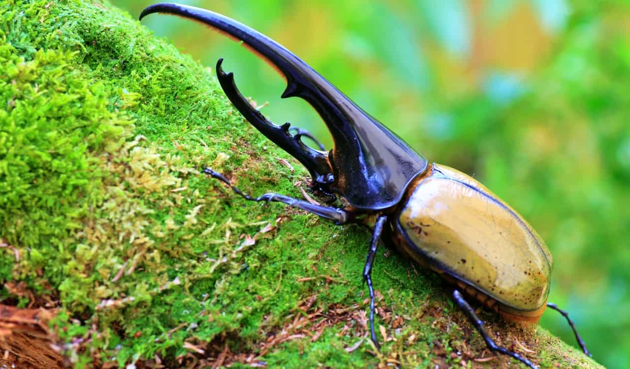 The World’s Creepiest Insects That Will Make Anybody’s Skin Crawl