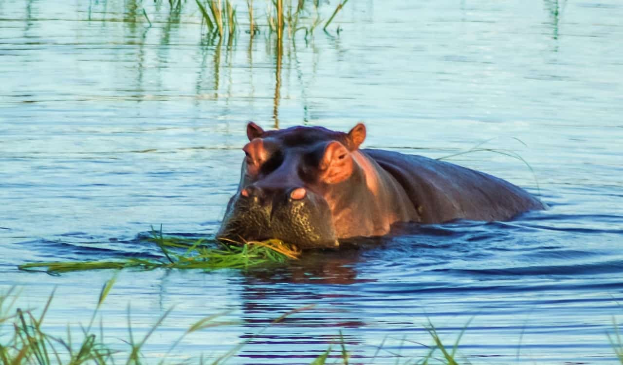 People Open Up About Their Nightmare Wildlife Safari Stories