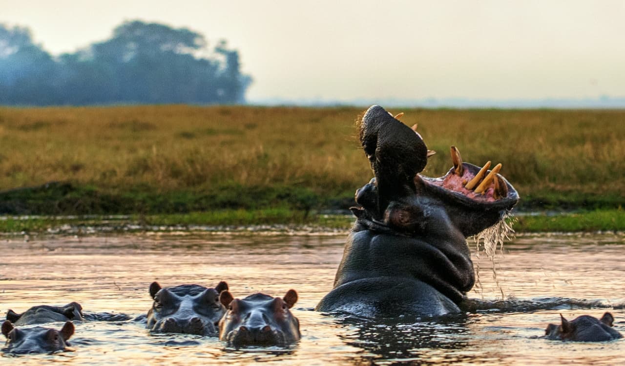 The Fastest Animals on the Planet Today