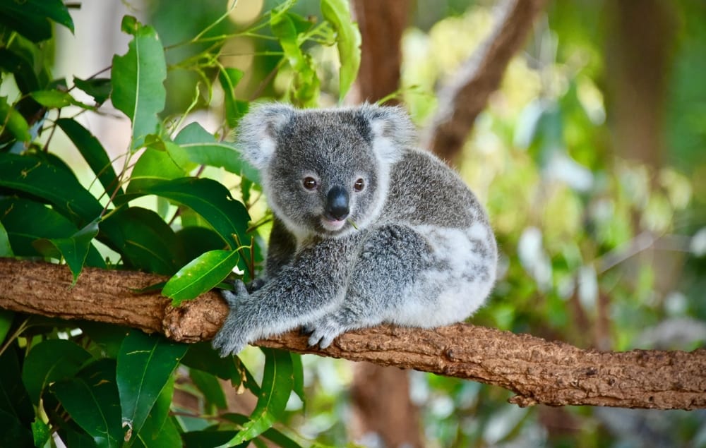 Times Koalas Were Anything But Cute