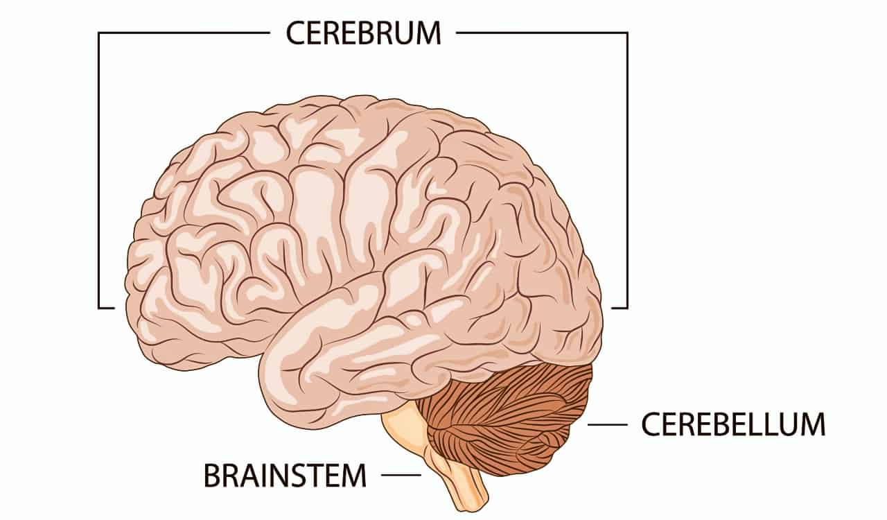 The Human Brain Explained So A 5 Year Old Could Understand