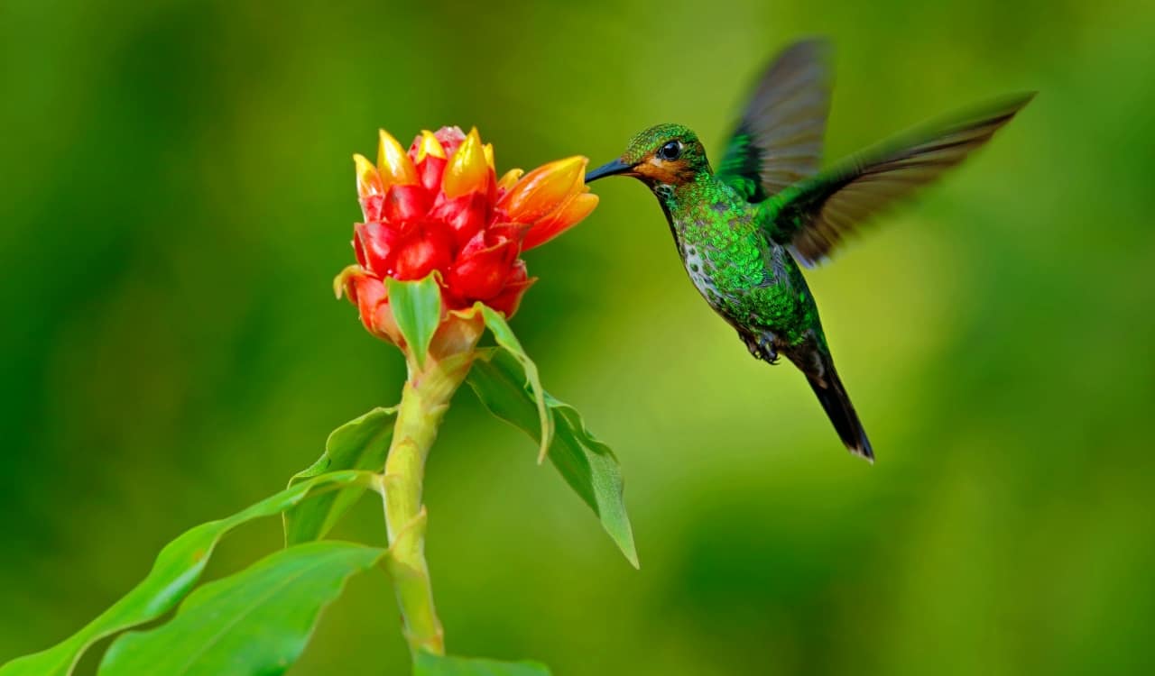 25 Incredible Bird Species Of The Amazon