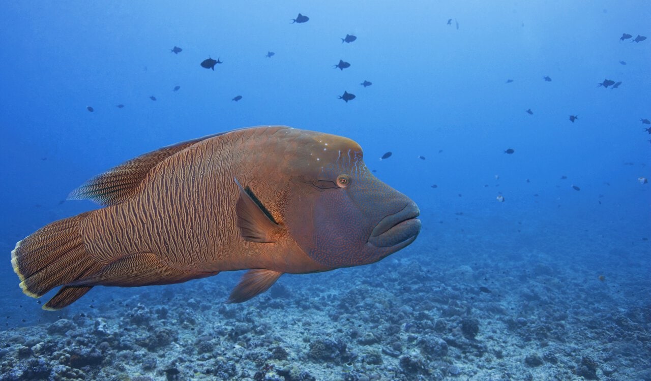 Incredible Animals That Can Gender-Switch