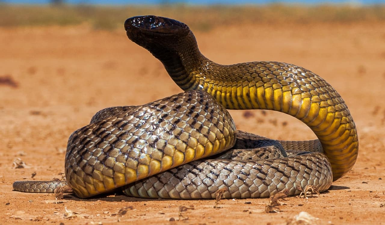 The Most Venomous Snakes On Planet Earth Today