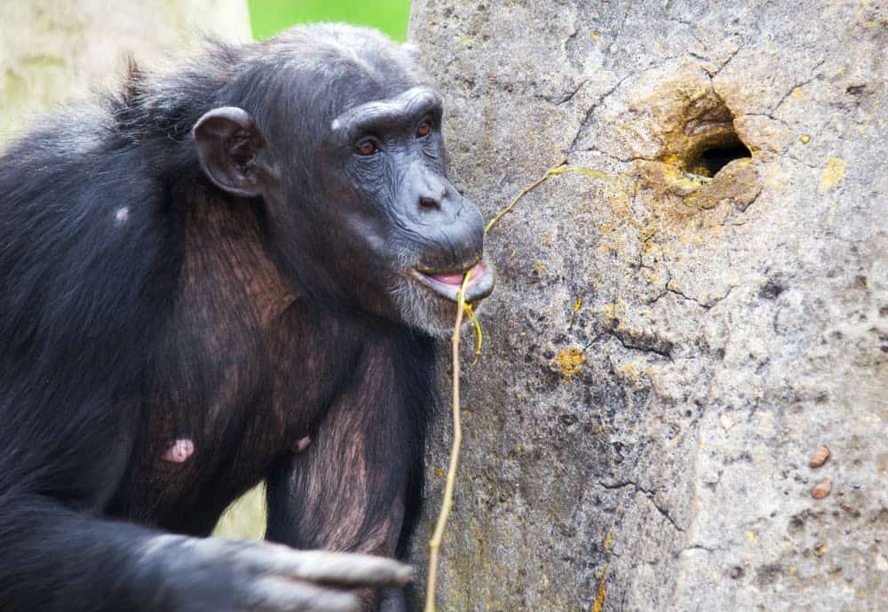 Jane Goodall Exhibit Showcases Her Contributions to Animals and the Earth