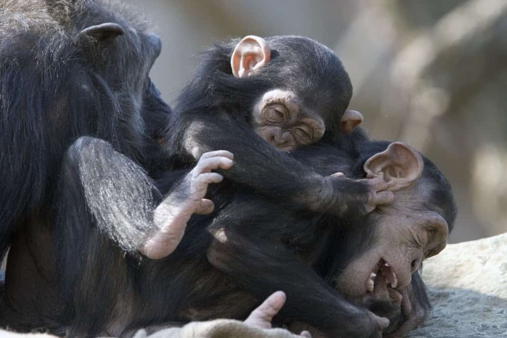 Jane Goodall Exhibit Showcases Her Contributions to Animals and the Earth