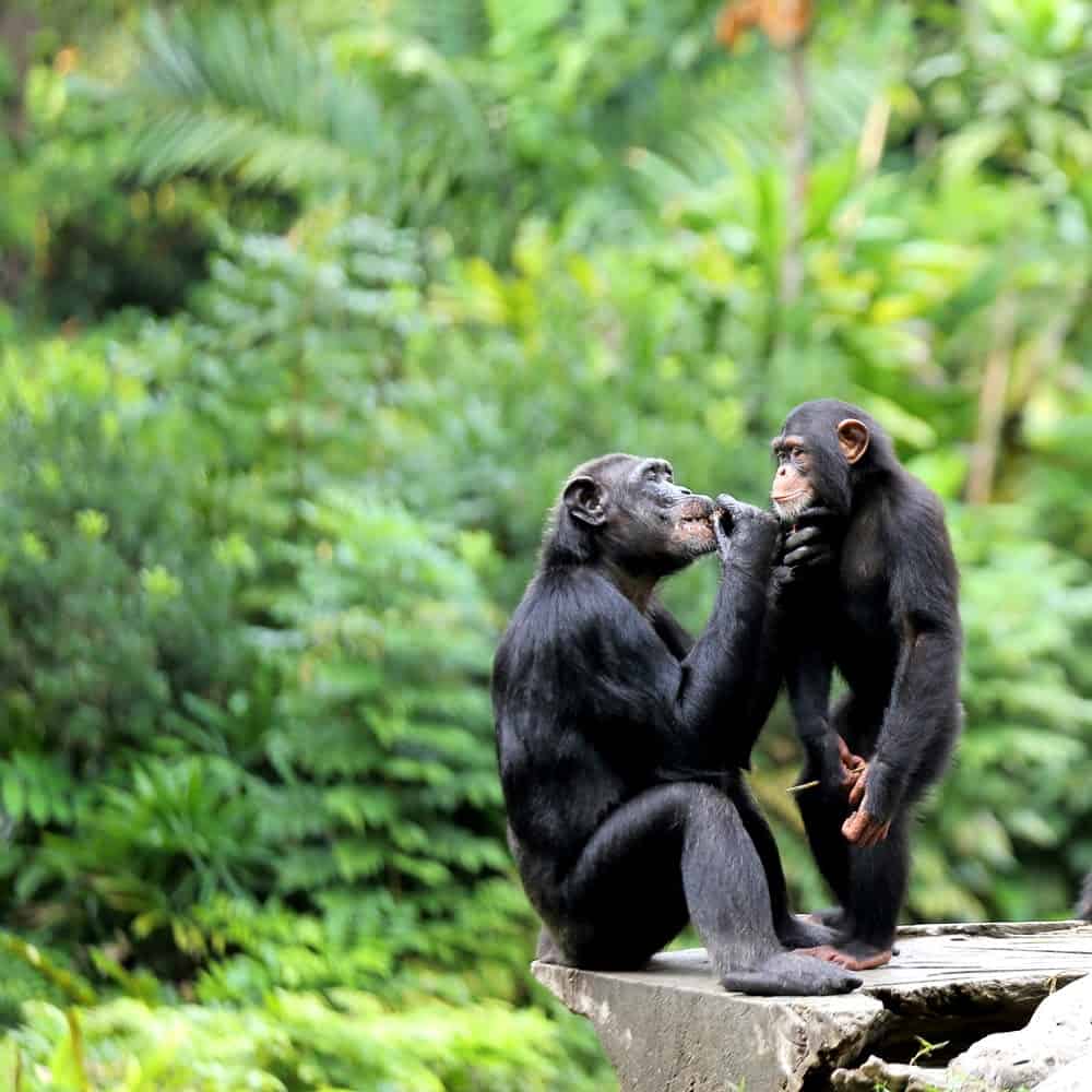 Jane Goodall Exhibit Showcases Her Contributions to Animals and the Earth