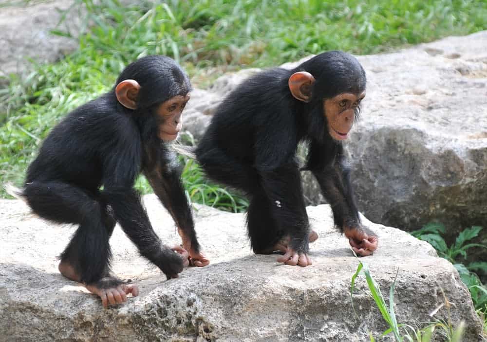 Jane Goodall Exhibit Showcases Her Contributions to Animals and the Earth