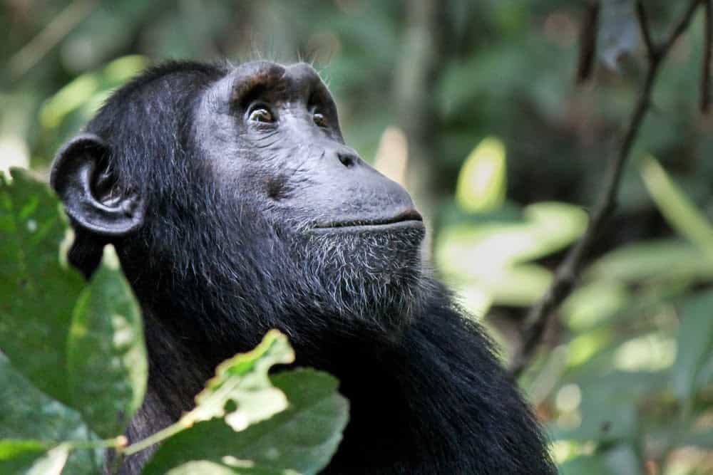 Jane Goodall Exhibit Showcases Her Contributions to Animals and the Earth