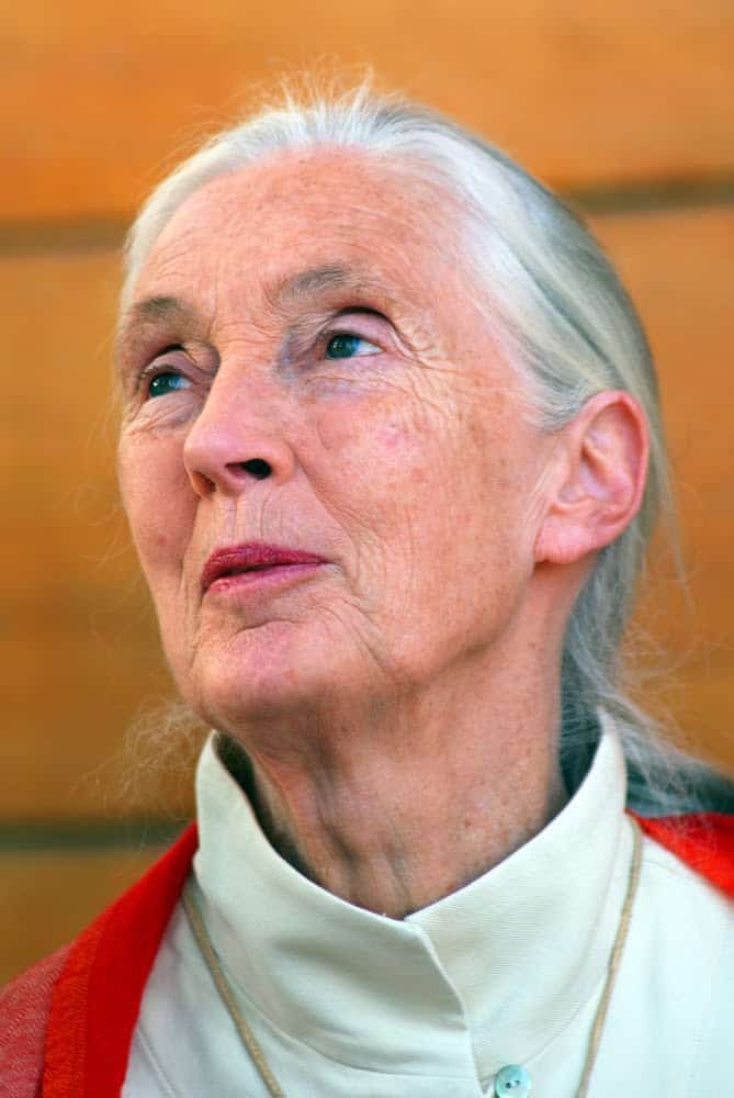 Jane Goodall Exhibit Showcases Her Contributions to Animals and the Earth