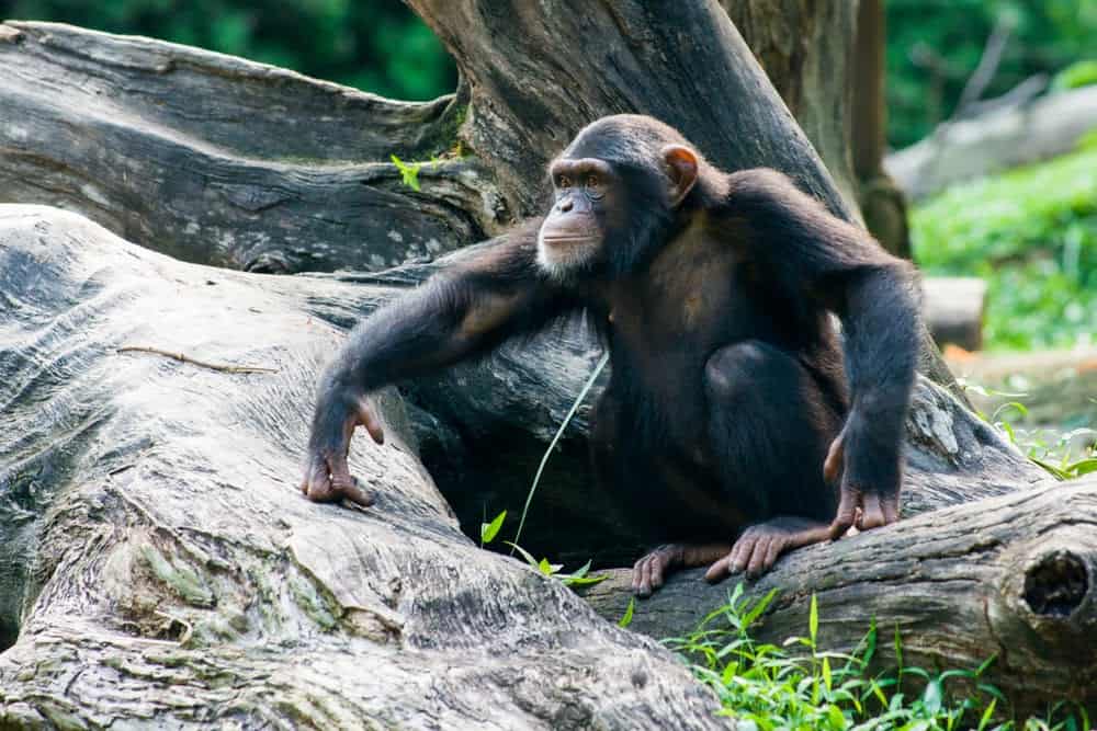 Jane Goodall Exhibit Showcases Her Contributions to Animals and the Earth