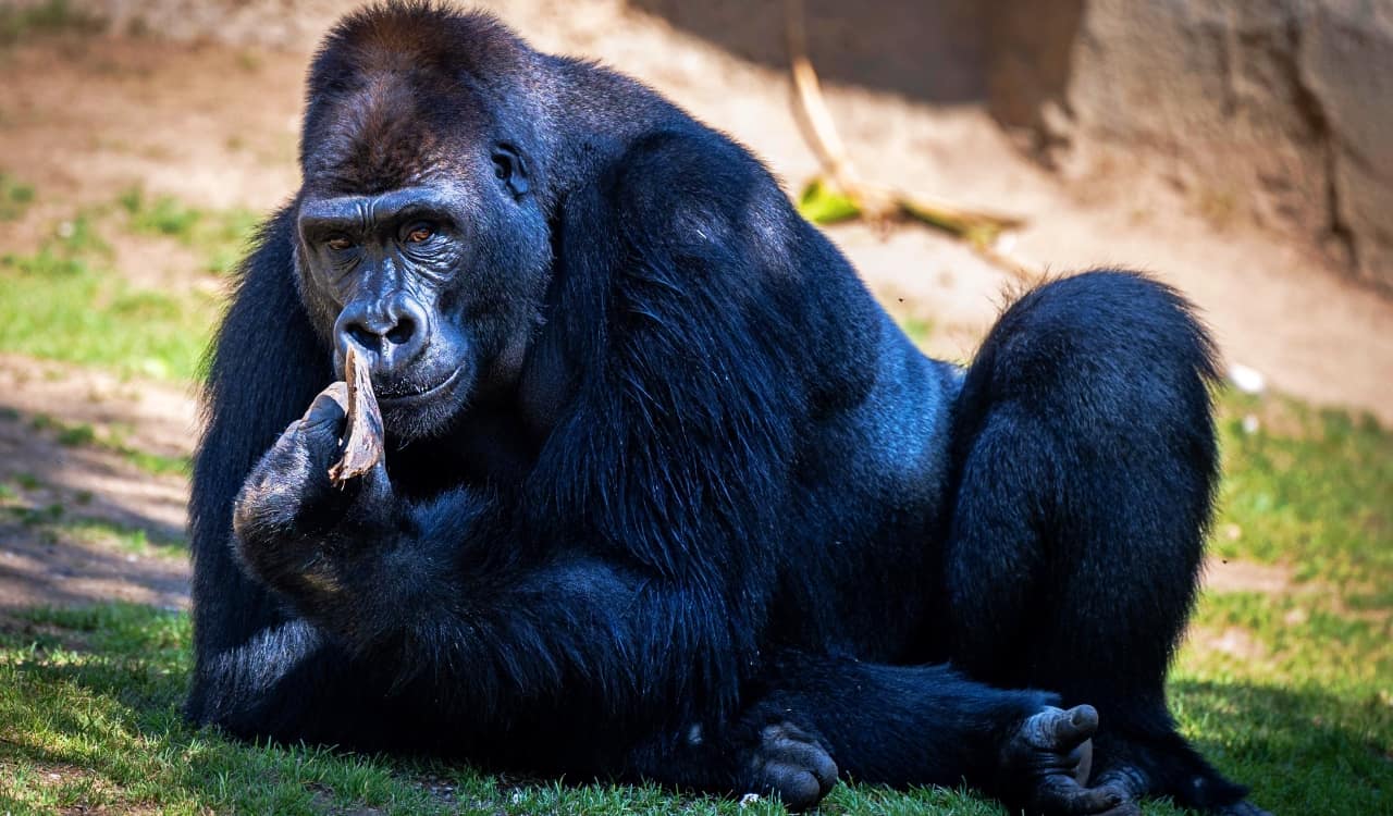 The Worst Things That Ever Happened At Zoos