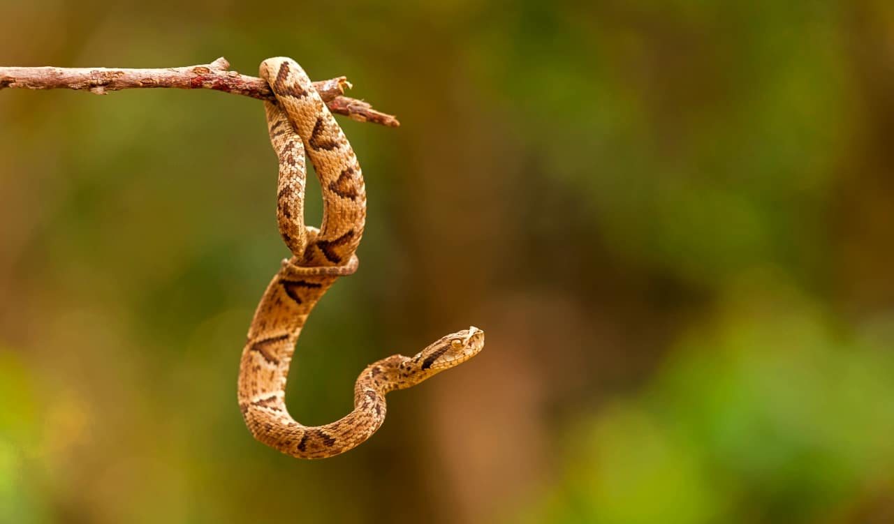 The Most Venomous Snakes On Planet Earth Today