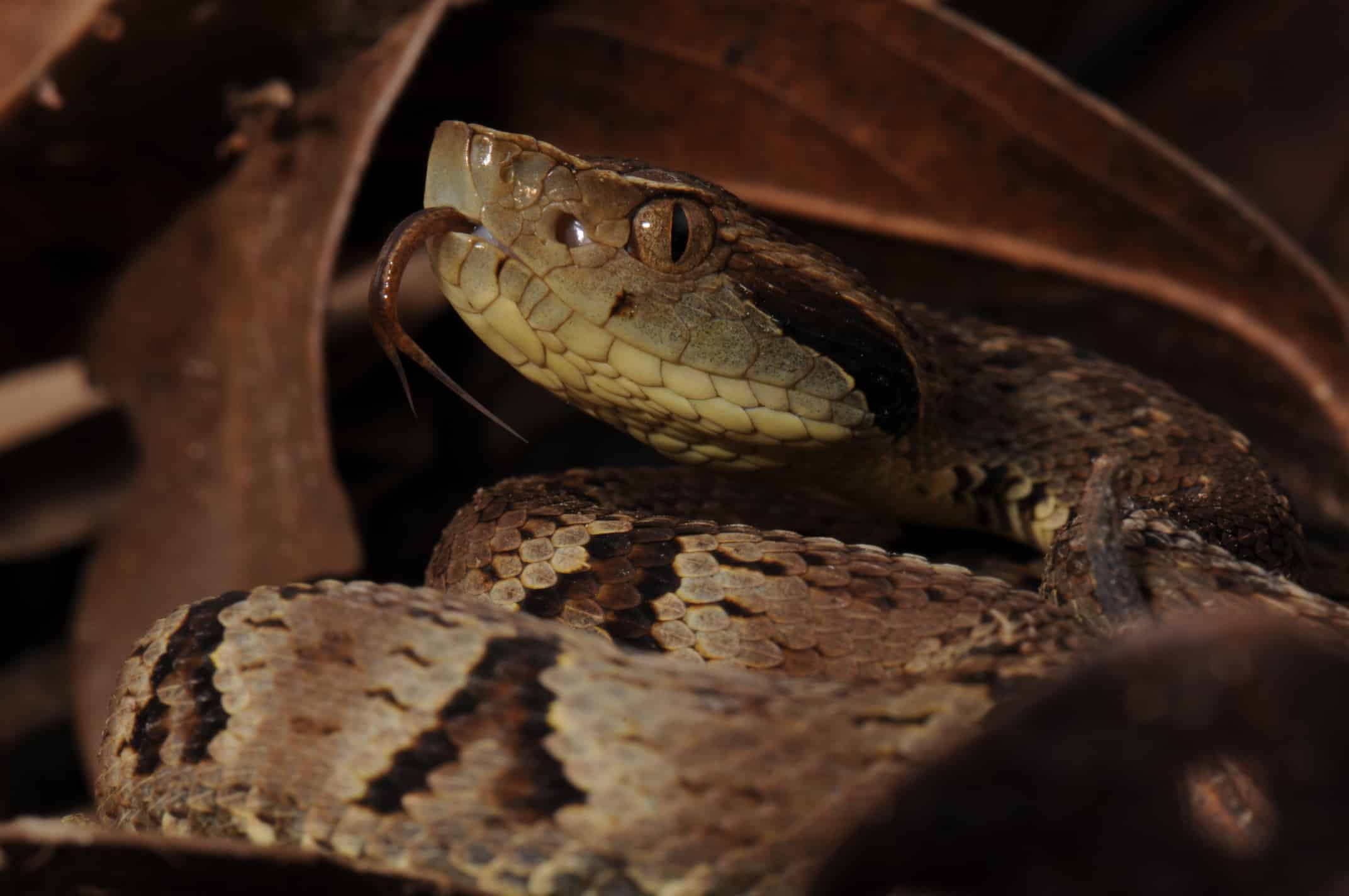 The Most Venomous Snakes On Planet Earth Today