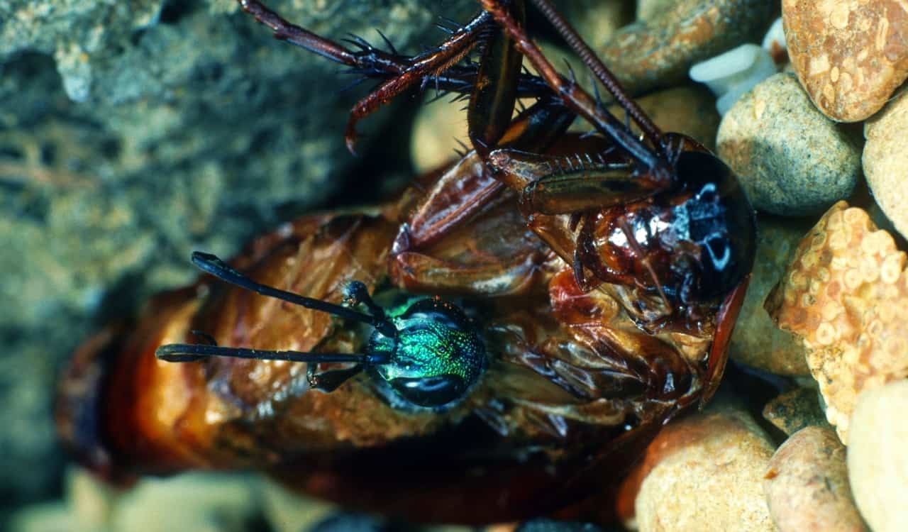 The World’s Creepiest Insects That Will Make Anybody’s Skin Crawl