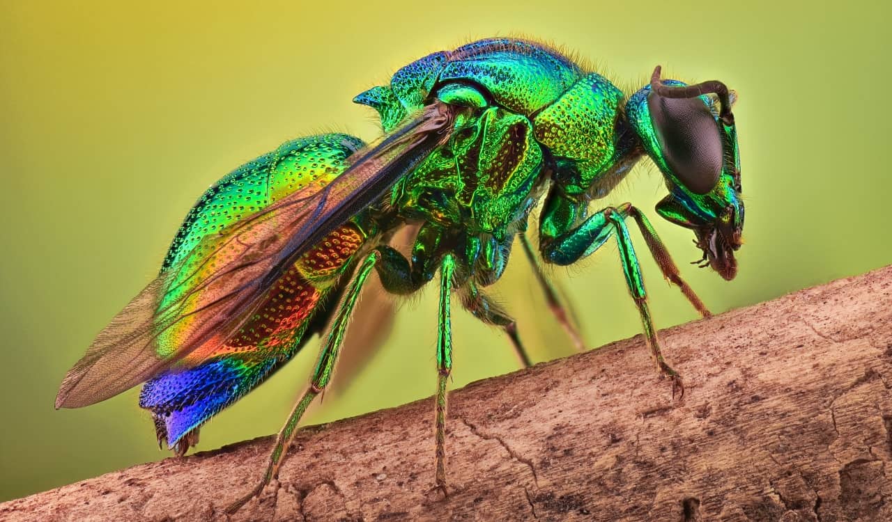 The World’s Creepiest Insects That Will Make Anybody’s Skin Crawl