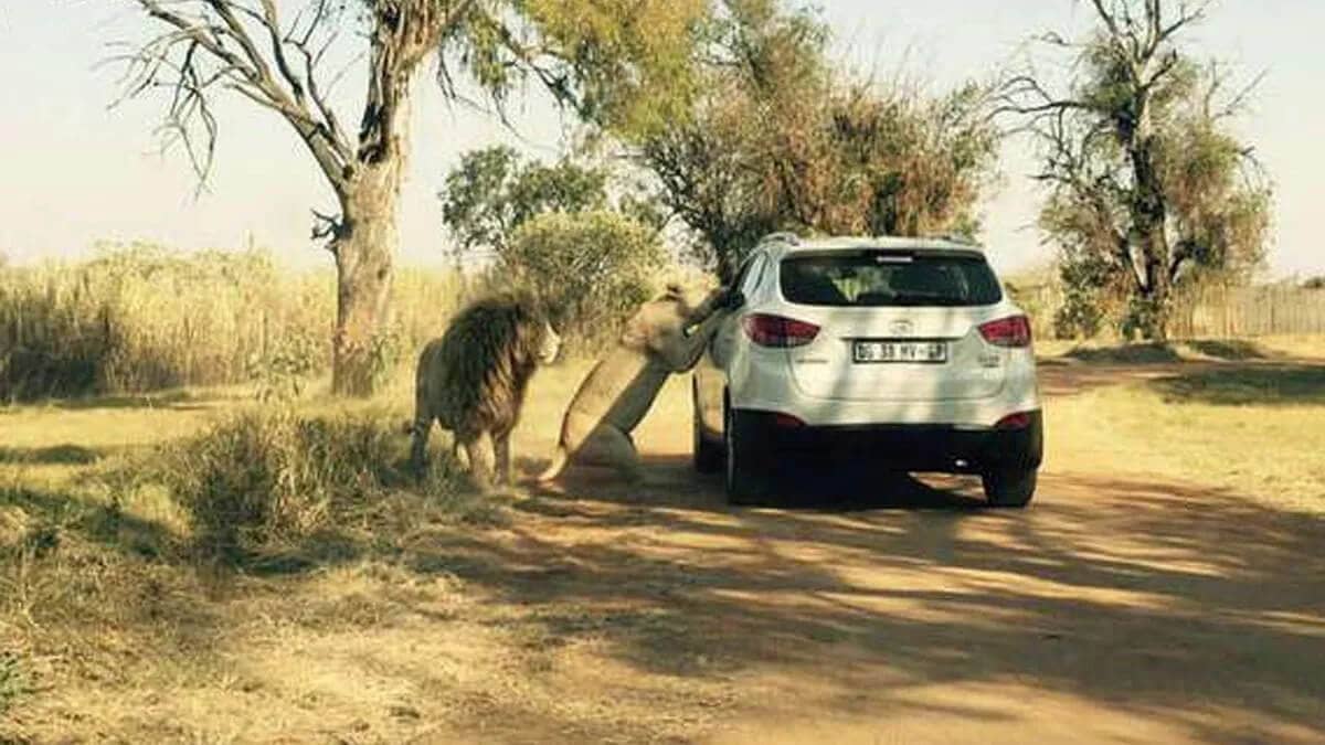 People Open Up About Their Nightmare Wildlife Safari Stories