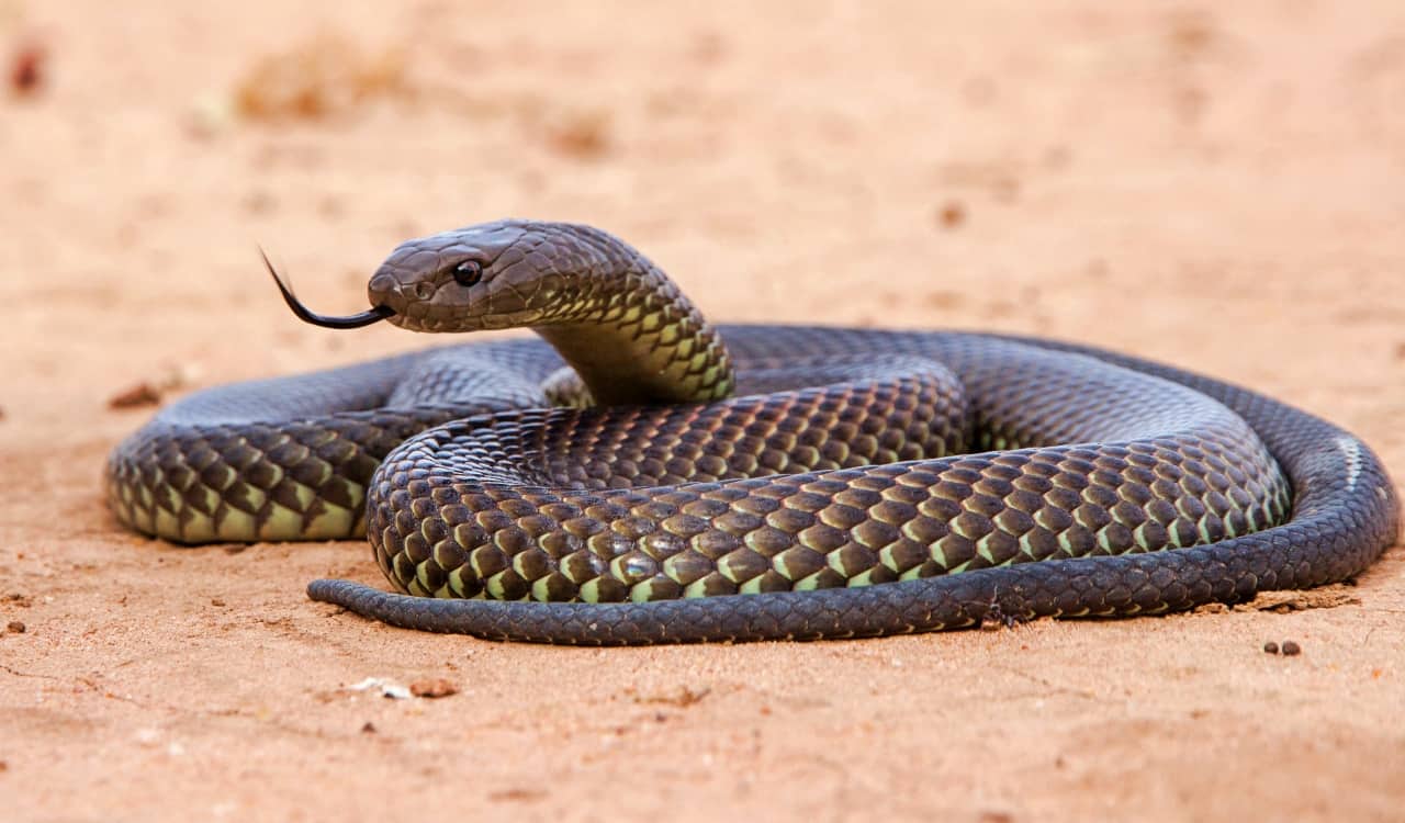 Avoid these Venomous Animals at All Costs