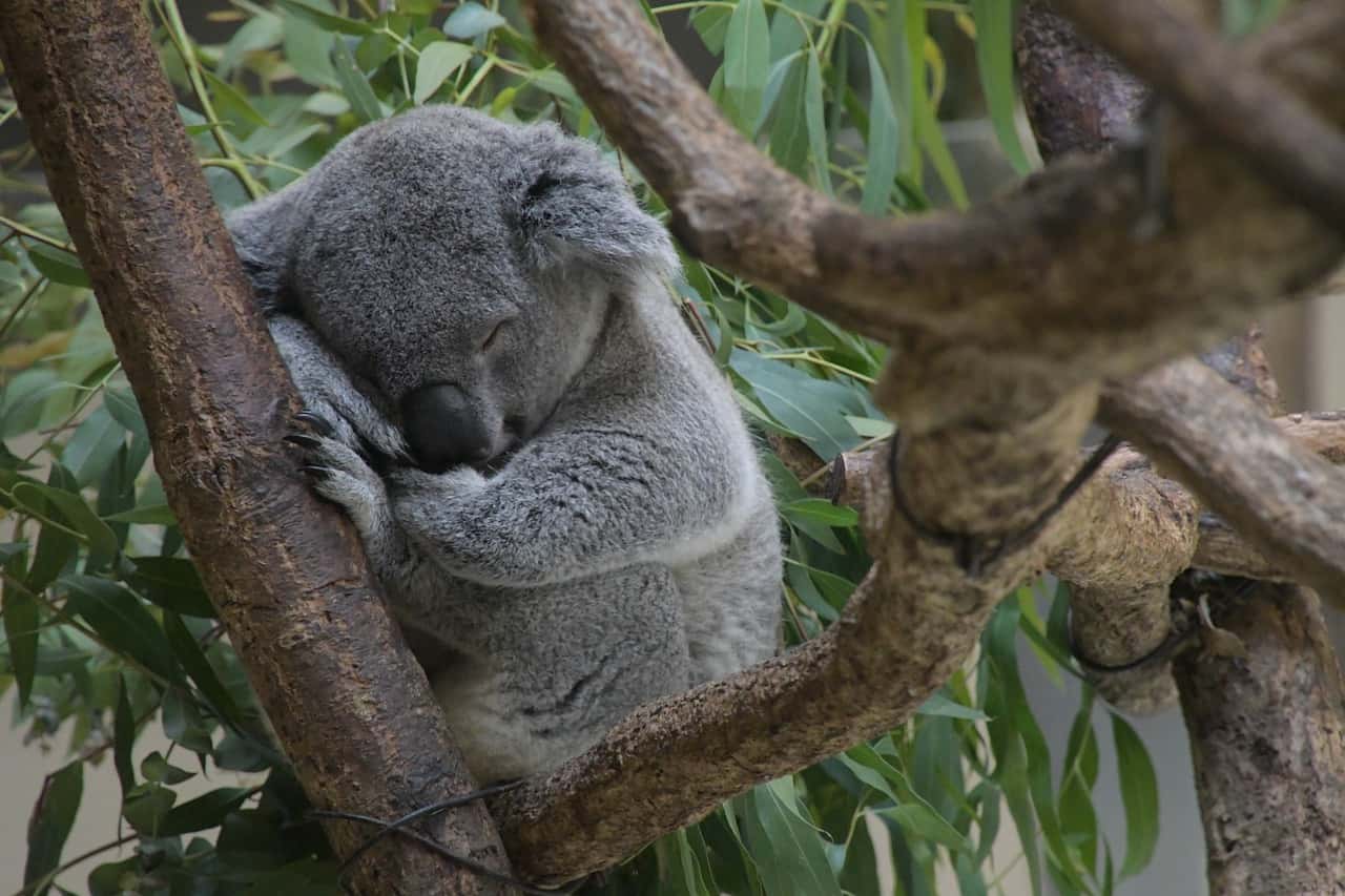 Times Koalas Were Anything But Cute